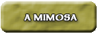 A Mimosa